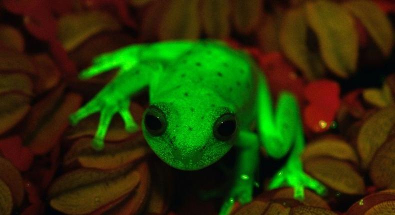 Argentine and Brazilian scientists at the Bernardino Rivadaiva Natural Sciences Museum discovered the first naturally fluorescent frog almost by accident