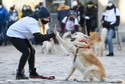 Poznań, 31.01.2021. Właściciele psów rasy golden retriever kwestują w Poznaniu podczas 29. Finału WOŚP,