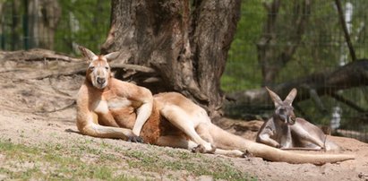 Spójrzcie na tego przystojniaka! Co za klata, co za muskuły