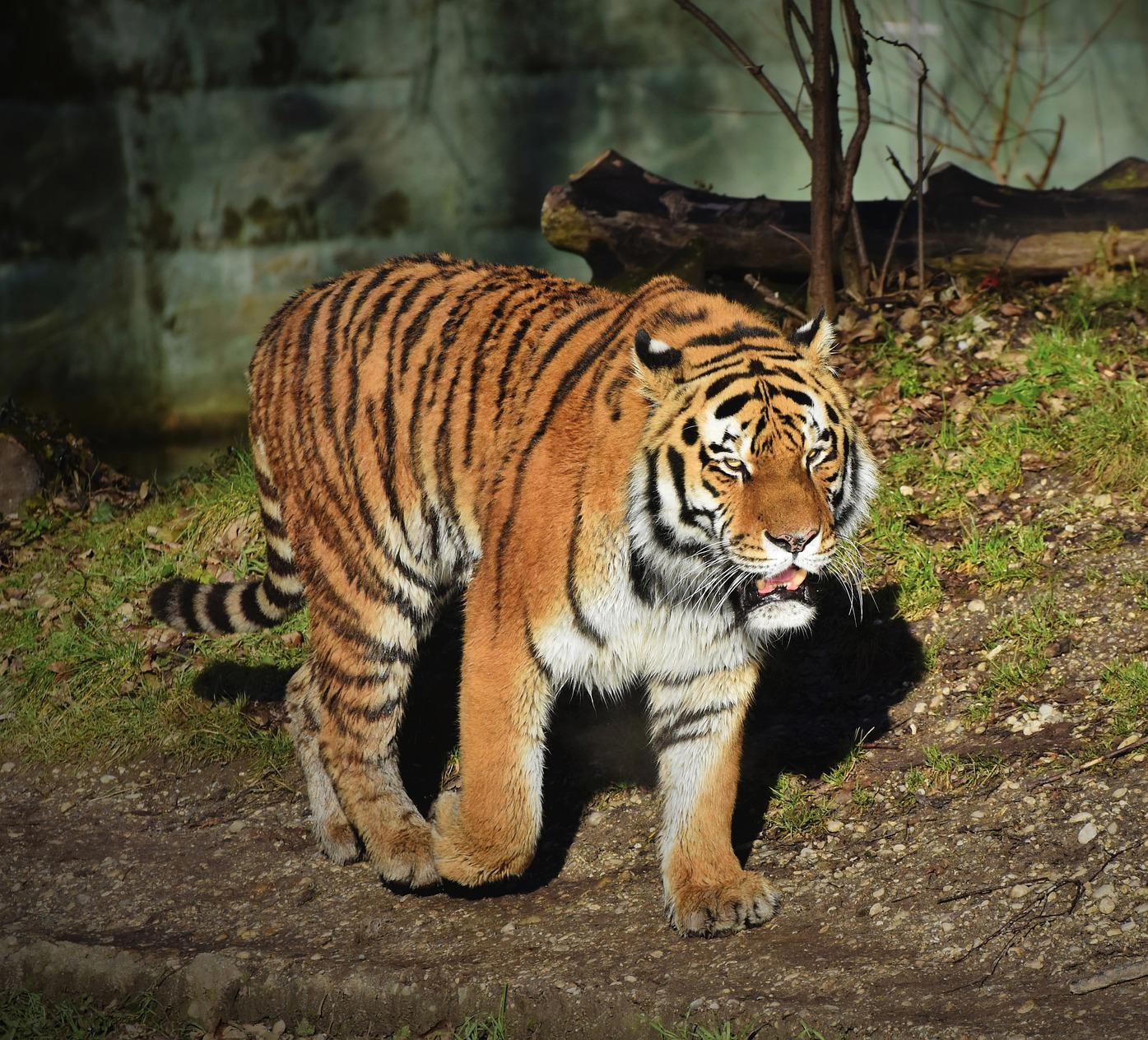 Tiger utiekol z ukrajinskej zoo.