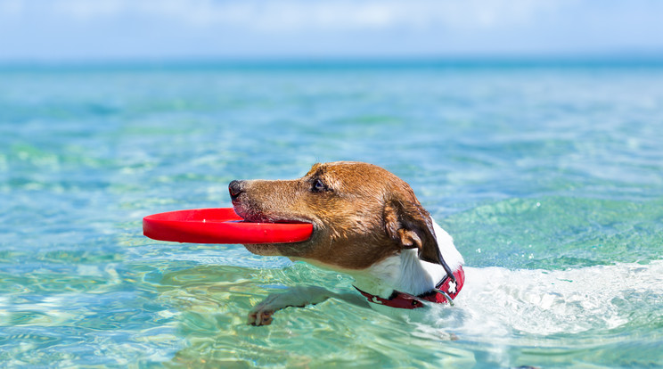 Bár még nem túl sok helyen, de azért az ország több pontján található kutyás strand / Fotó: Shutterstock