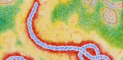 Skąd wzięła się epidemia Ebola? Z trupów...