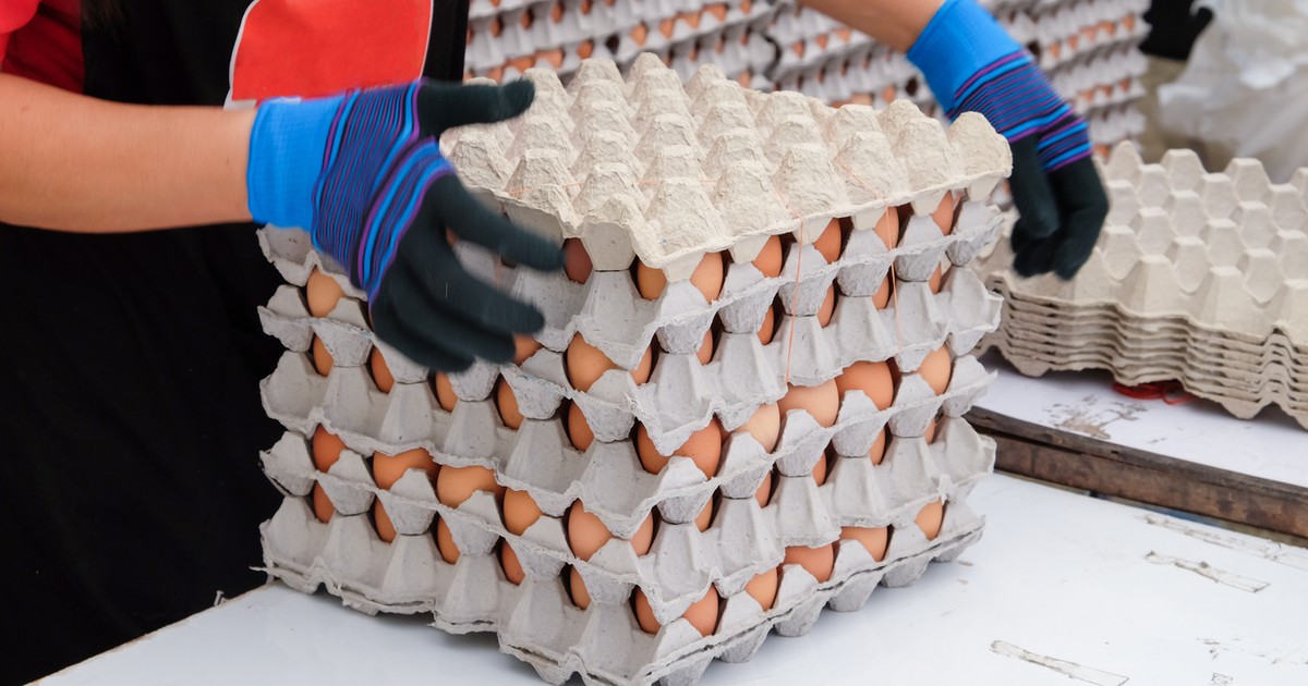 Salmonella w jajkach z Belgii. Ponad 300 osób zachorowało. Skażony towar trafił do Polski?