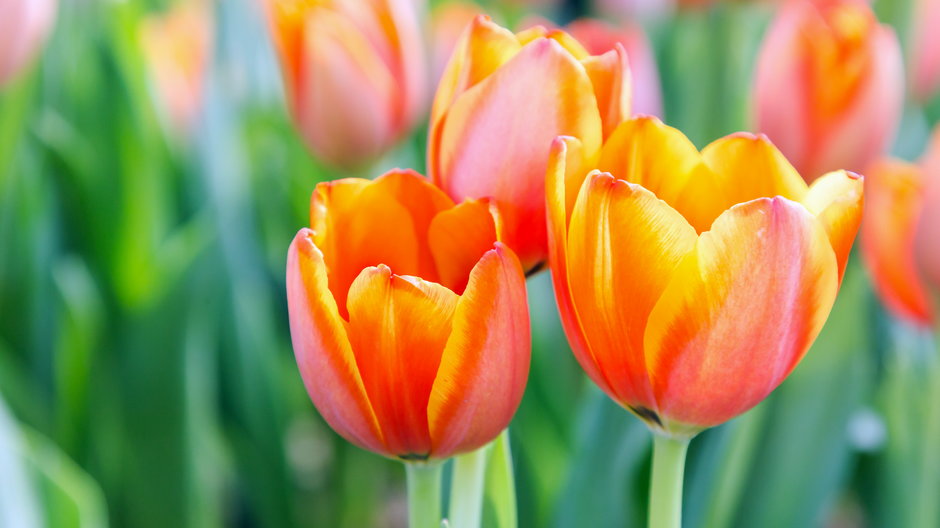 Kiedy sadzić tulipany? Sprawdź, jak uniknąć zgnicia cebulek