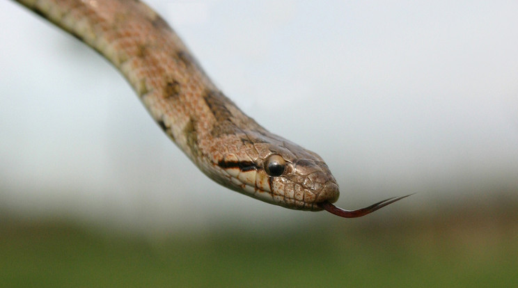 A kígyók segíthetnek a mentális egészségügyi problémákkal küszködőknek /Fotó:Northfoto