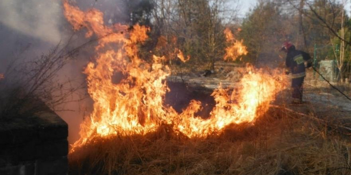 Naczelnik OSP podpalił trzcinę. Mógł spalić las!