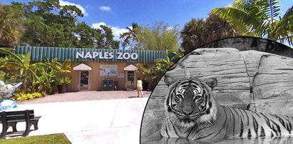 USA: Sprzątacz w zoo wszedł na wybieg i zaczepiał tygrysa. Gdy kot go zaatakował, został zastrzelony