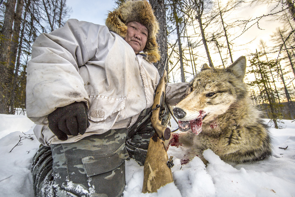 Zwycięzca w kategorii "Natura i Środowisko - fotoreportaż" - James Morgan (Wielka Brytania) - Polowanie na wilki, Jakucja, Rosja