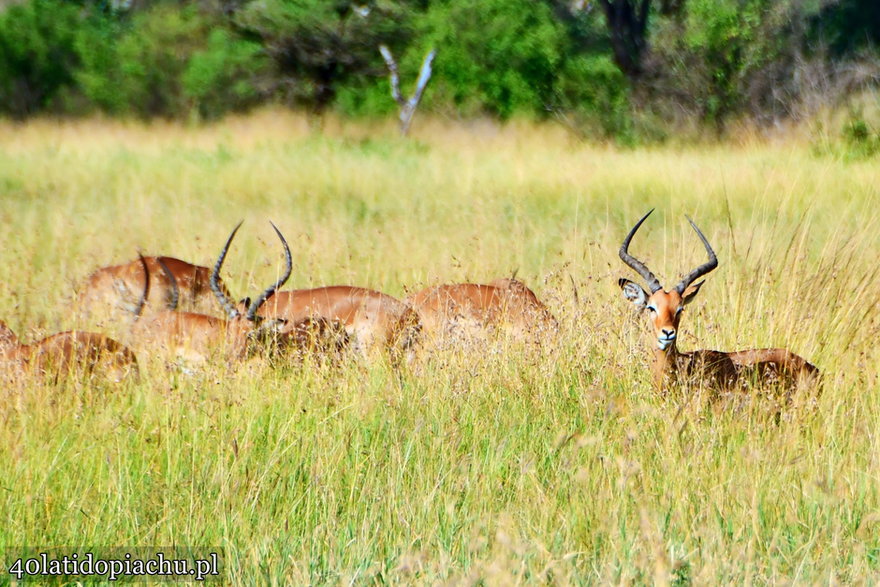 Niezapomniany, dziki świat Parków Narodowych Tanzanii