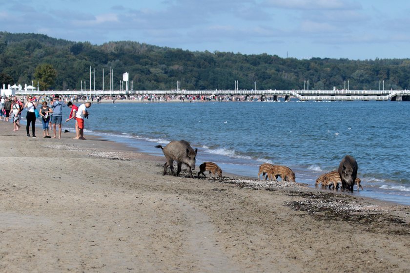 Dziki na sopockiej plaży