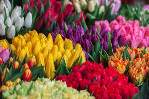 Je nach Sternzeichen bringen einem unterschiedliche Blumen Glück. Wer also demnächst einen Strauss zum Geburtstag verschenken will, sollte bei der Wahl der Pflanzen auf den Geburtsmonat achten.