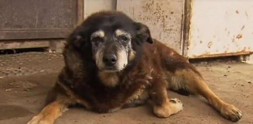 Zmarł najstarszy pies świata. Ile miał lat?