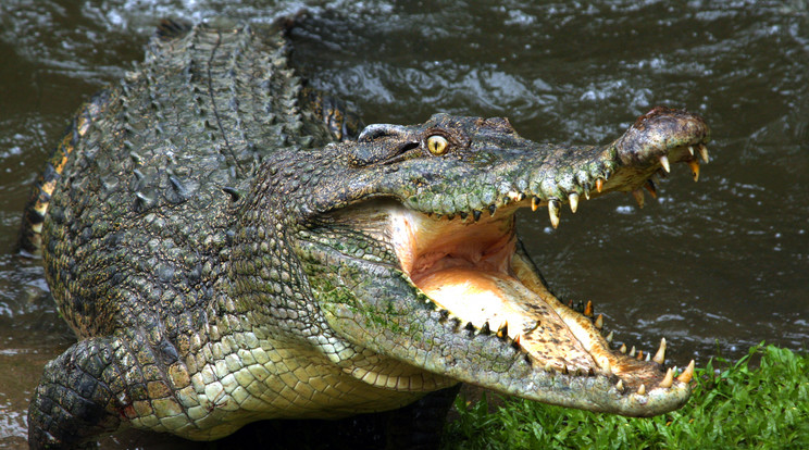 Leharapta egy srác nemi szervét egy krokodil / Fotó: Shutterstock