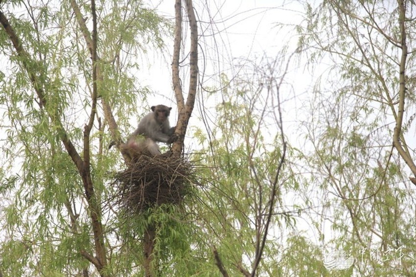 Bez njih bi propala parada