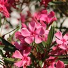 Oleander