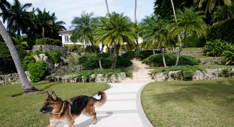 German Shepherd Gunther VI runs on the grounds of a house formally owned by pop star Madonna.