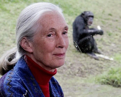 Jane Goodall, svetoznáma odborníčka na šimpanzy.