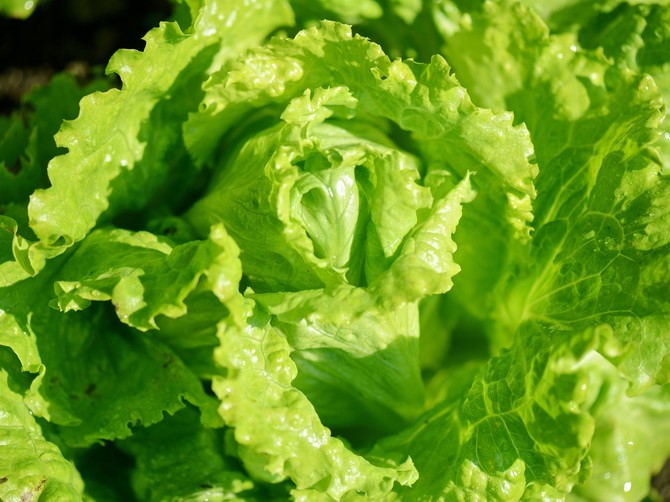 Opasna salata hara Amerikom