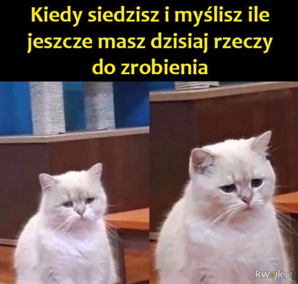 Poniedziałek — najlepsze memy