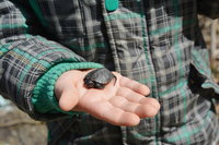 Ez a kicsi teknős a szigetszentmiklósi olajszennyezés első hivatalos túlélője