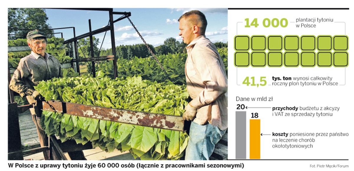W Polsce z uprawy tytoniu żyje 60 000 osób (łącznie z pracownikami sezonowymi)