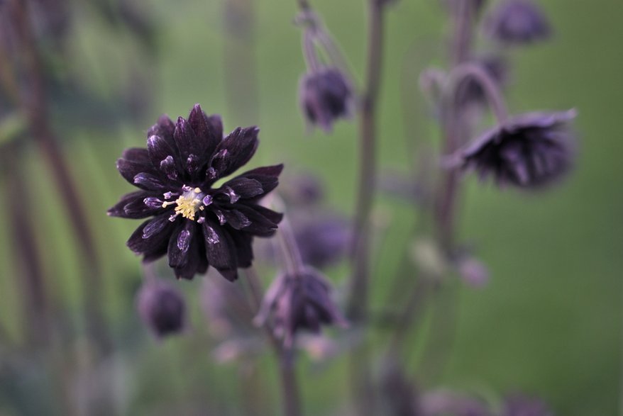 Orlik pospolity "Barlow Black" (Aquilegia vulgaris)