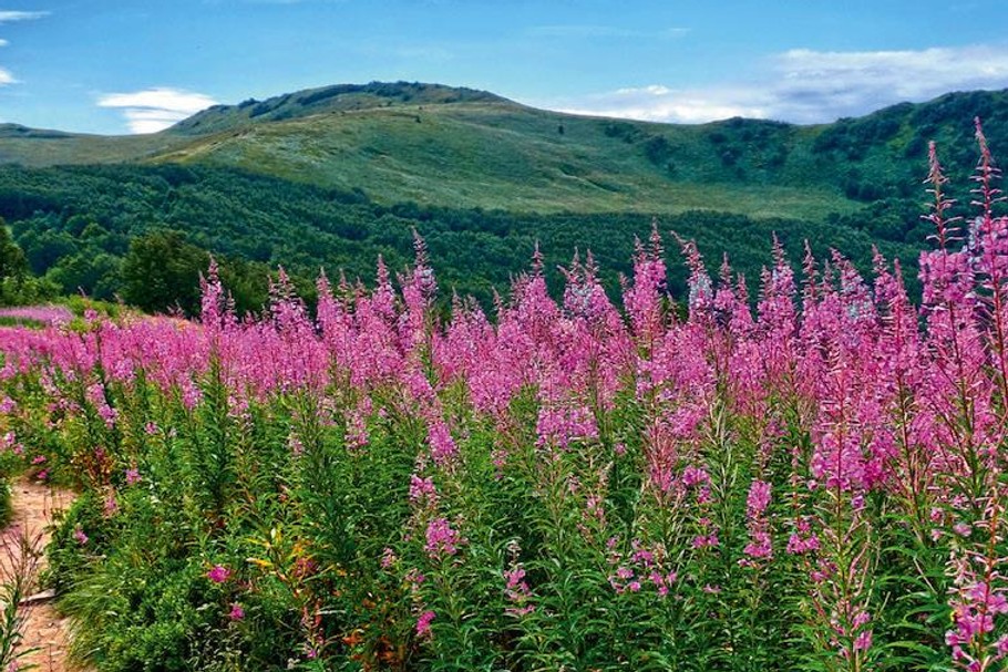 Bieszczady