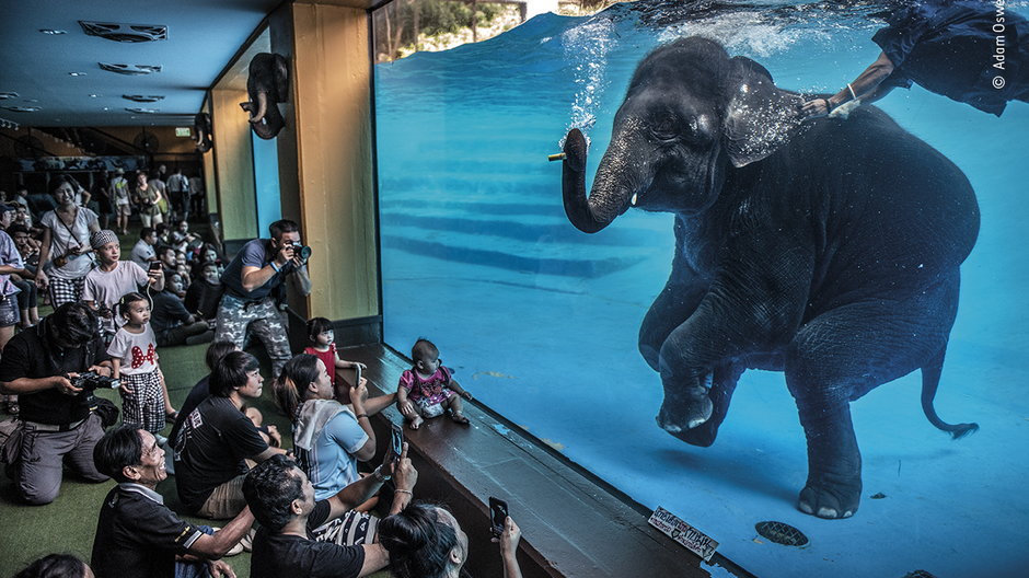 Zwycięzca sekcji fotoreportażu Wildlife Photographer of the Year 2021: "Słoń w pokoju" autorstwa Adama Oswella