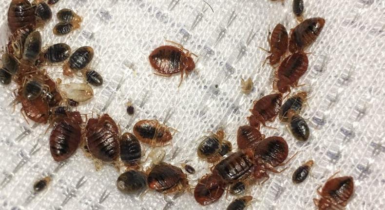 Bedbugs(Walker Pest Management)