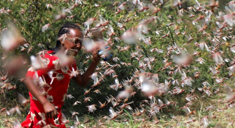Desert locust swarm Ethiopia.JPG