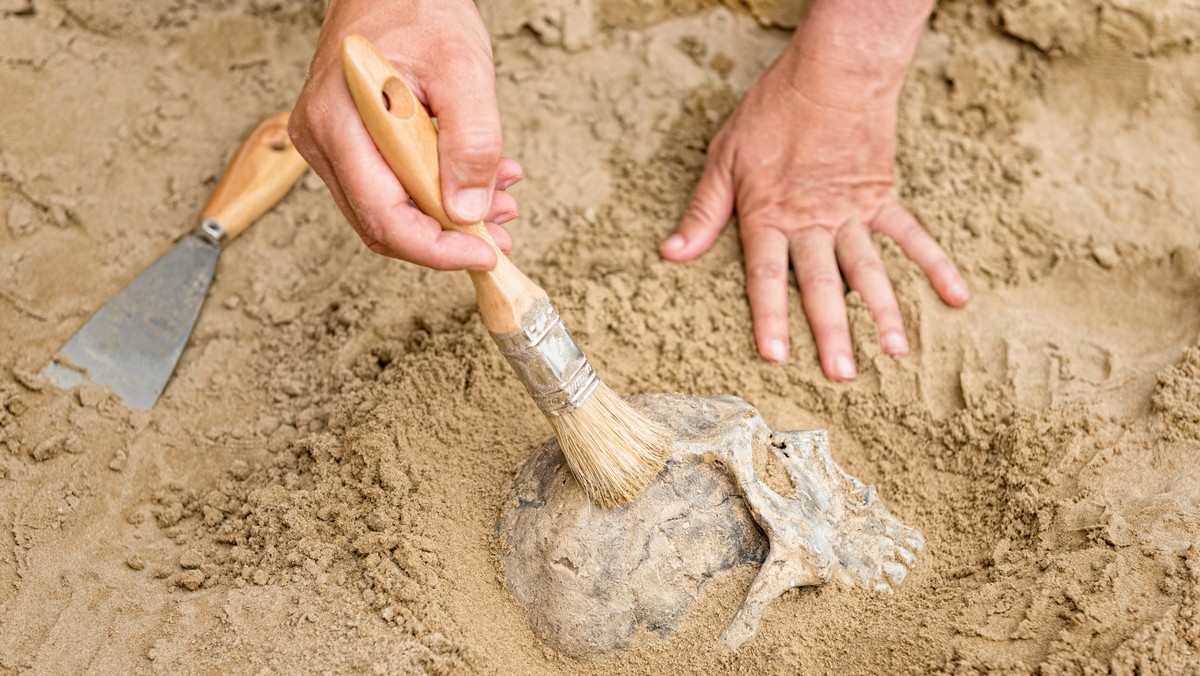 Podczas prac ekshumacyjnych prowadzonych w centrum Gorzowa Wielkopolskiego, archeolodzy natrafili na szczątki niemieckich żołnierzy.