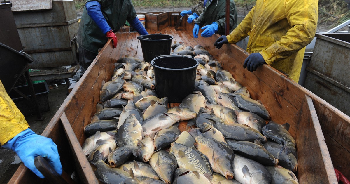 "Karpiowe żniwa". Szukają kogoś do pracy przy rybach. Nocleg i taka stawka