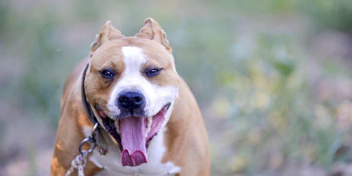 Horror na ulicy. Amstaff zaatakował 8-latkę