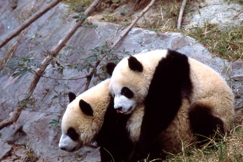 Zaloty pand trwały ponad tydzień. Ich godowe rytuały udało się nagrać stacji PBS Nature.i zoologom z Wolong Panda Center