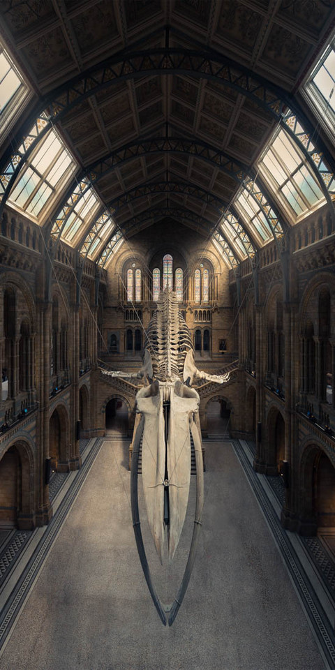 Zwycięzca w kategorii Amatorzy / Budowle / Architektura i najwyżej oceniane zdjęcie pionowe - "Płetwal Błękitny, Natural History Museum, Londyn", Peter Li (Wlk. Brytania)