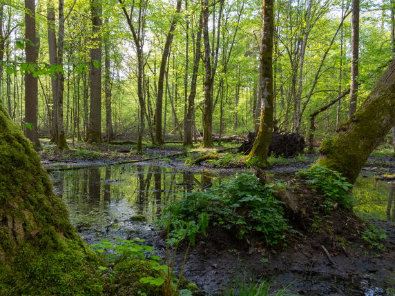 Podlasie - Puszcza Białowieska