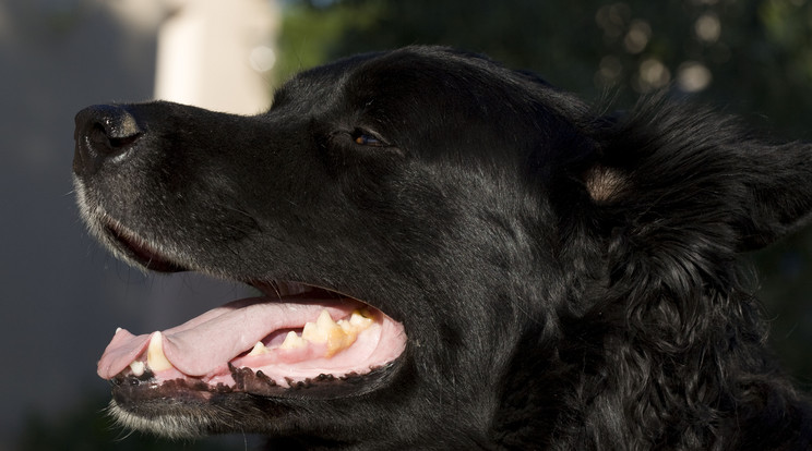 Fekete kutyájuk buktatta le a tolvajokat... Illusztráció /Fotó:AFP