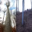 Poszukiwacz "leśnych olbrzymów" znalazł najwyższe drzewo liściaste w Polsce