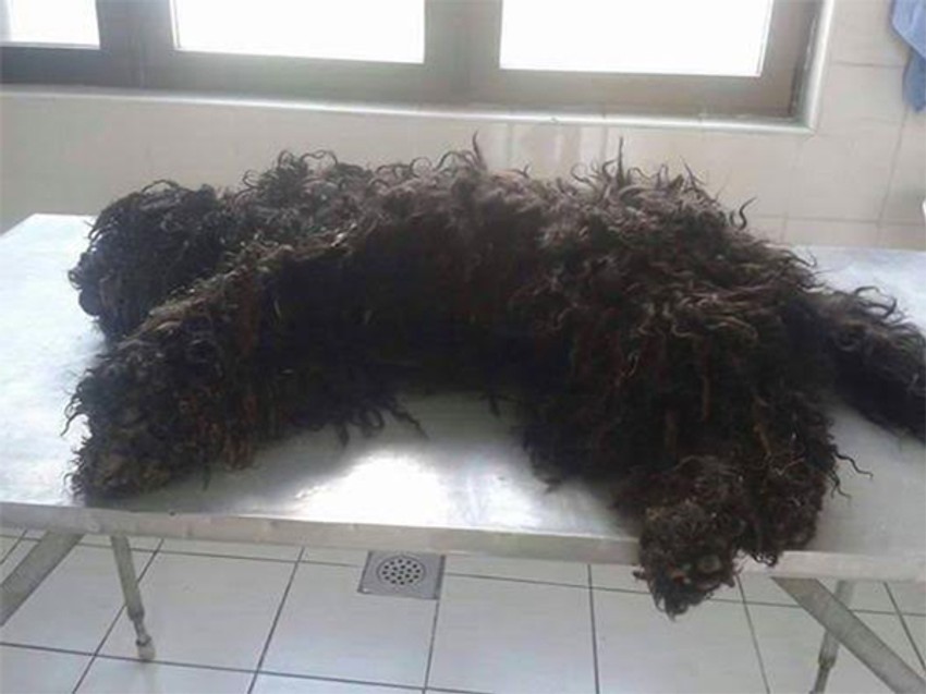 Otrovana pudlica u Vranju