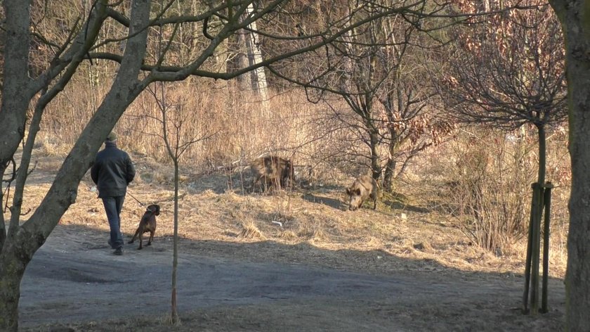 Jesteśmy oblężeni przez dziki!