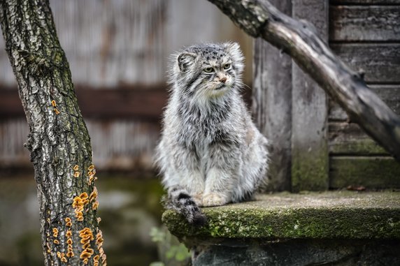 Manul  to niewielki, dziki kot o niezwykle charakterystycznym wyglądzie