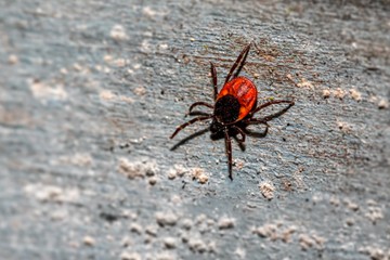 Dr. Burgdorfer találta meg a kapcsolatot a szarvas-kullancs és a betegség között.