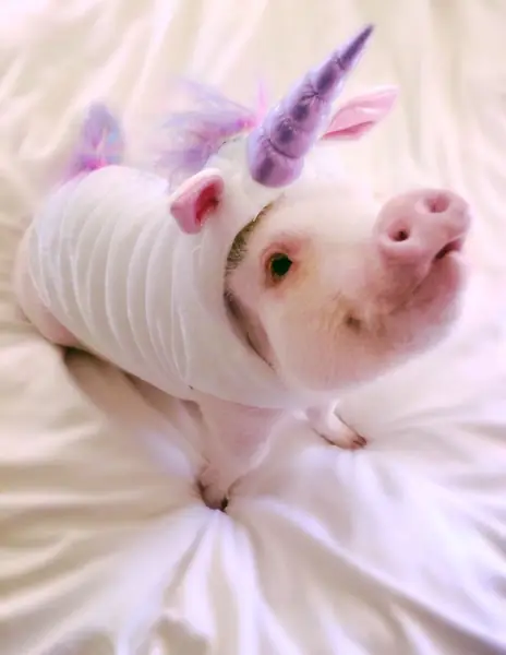 Instagram/@hamlet_the_pig