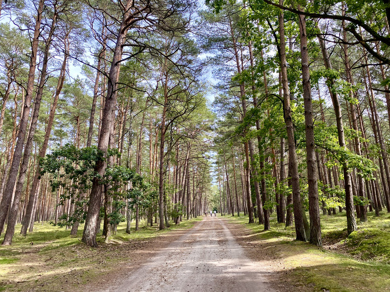 Leśna droga prowadząca do hotelu Gołębiewski od strony Łukęcina