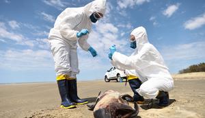 Scientists collect organic material from a dead porpoise on the coast of the Atlantic Ocean, during a bird flu outbreak in So Jos do Norte, Brazil.Diego Vara/Reuters