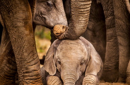 Tragiczny los słoni w Zimbabwe. Dziesiątki martwych zwierząt przy wodopojach