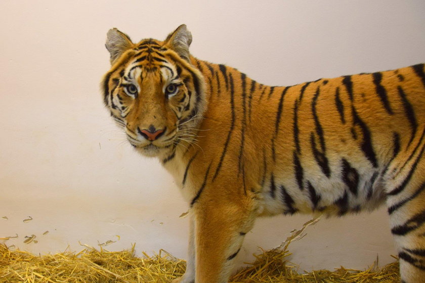 Zoo broni się w sprawie uratowanych tygrysów