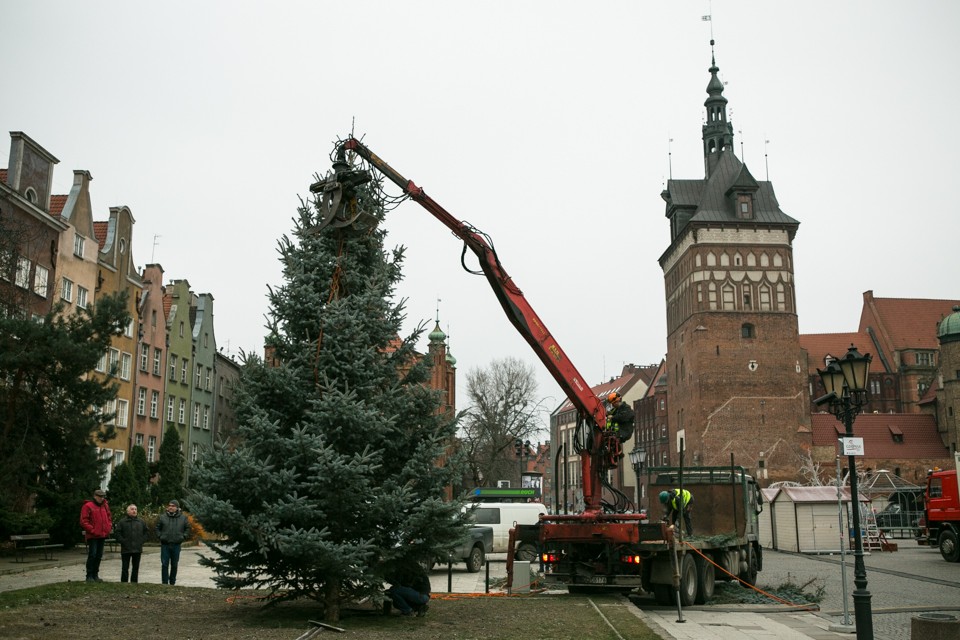 Choinki w Gdańsku