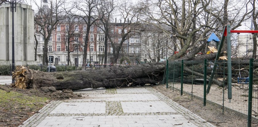 Potężne drzewo runęło na plac zabaw! ZDJĘCIA