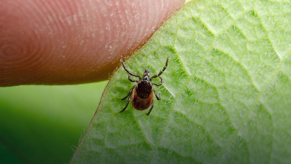 Podlasie, Warmia i Mazury, a także Mazowsze. Te trzy regiony Polski są najmocniej narażone na epidemię kleszczy powodujących groźne choroby.